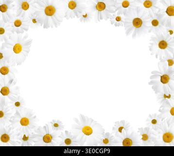 Chamomiles on white background. Frame design with space for text Stock Photo