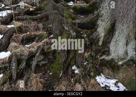 Close-up view of a large tree trunk with sprawling exposed roots covered in green moss, surrounded by dry grass, leaves, and small patches of melting Stock Photo