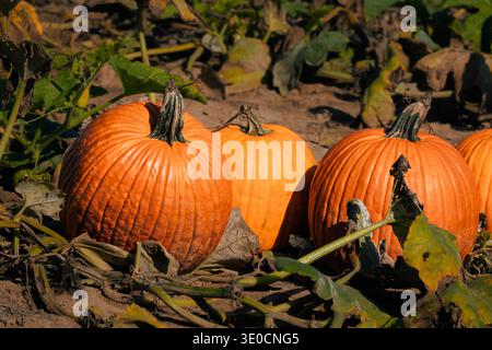 A group of ripe, large orange pumpkins with well-defined ribs and strong stems resting in a pumpkin patch field under warm, natural light. Stock Photo