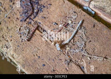 Rusty bent nails stuck in a weathered wooden surface covered with dust dirt and small debris showing signs of age and neglect. Stock Photo