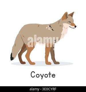 Coyote vector illustration, cartoon clipart character, animal in flat style. Wild animals, wild creatures, wildlife concept. Prairie wolf vector Stock Vector