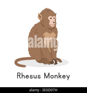 Rhesus monkey or Indochinese rhesus macaque vector illustration, cartoon clipart character, animal in flat style. Wild animals, wild creatures Stock Vector