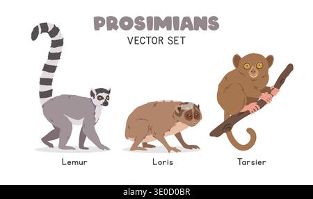 Prosimians vector illustration set. Prosimian species cartoon clipart set in flat style. Lemur, loris, tarsier flat vector design Stock Vector