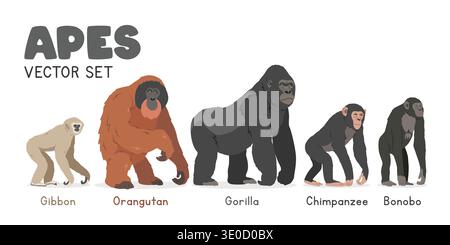 Common apes vector illustration set. Ape species cartoon clipart set in flat style. Gibbon, orangutan, gorilla, chimpanzee, bonobo flat vector design Stock Vector