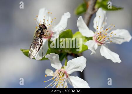 25.03.2025, Germany, Berlin, Berlin - Hoverfly sitting on an apple blossom. 00S250325D101CAROEX.JPG [MODEL RELEASE: NOT Applicable, PROPERTY RELEASE: Stock Photo