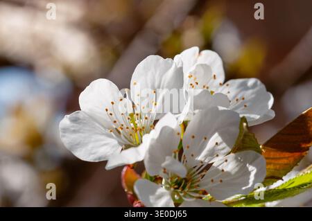 Delicate white cherry blossoms with bright orange stamens bloom in spring sunlight Stock Photo