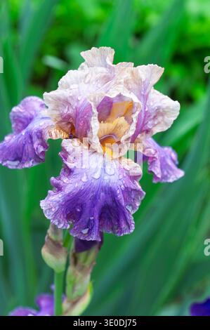 Close up of a delicate bearded iris flower with water droplets after rain Stock Photo