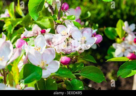 A bee collects pollen from the delicate pink and white apple blossoms on a warm spring day. Stock Photo