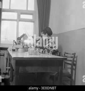 Archival black and white photograph of a dedicated Soviet female scientist carefully examining biological samples through a professional microscope in a bright laboratory at the Donrybkombinat enterprise in the Slavyansk district in the 1970s. This authentic indoor scene perfectly documents the meticulous scientific research, veterinary control, and advanced technological methods utilized in the Ukrainian SSR aquaculture industry, preserving the memory of the peaceful Donbass before the war. Stock Photo