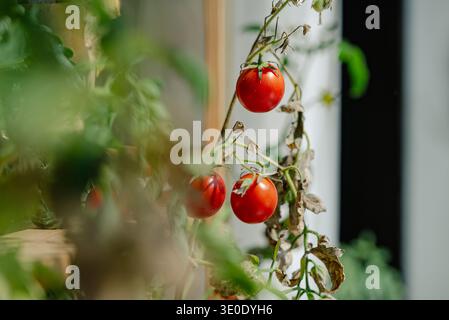 Ripe red cherry tomatoes growing on a vine in a vertical garden, showing sustainable urban farming and fresh organic produce cultivation, a symbol of healthy eating and natural nutrition Stock Photo