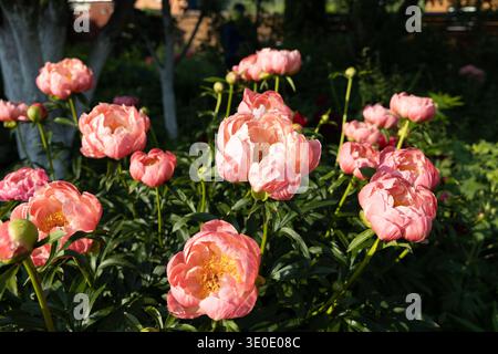 Herbaceous peony Coral charm in flowers garden Stock Photo