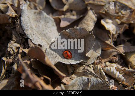 Seven-spot ladybird Coccinella septempunctata resting on a dry autumn leaf in spring forest, Nagy-Kevely, Hungary. Red beetle in natural habitat Stock Photo