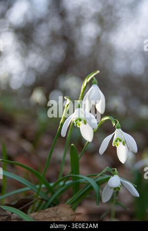 Group of Common Snowdrops Galanthus nivalis blooming in spring forest with beautiful bokeh background, Nagy-Kevely, Hungary. Backlit wildflowers Stock Photo