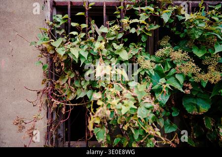 Close-up of lush ivy vines (Hedera) climbing and overgrowing a rusty iron-barred window on a weathered concrete wall. Stock Photo
