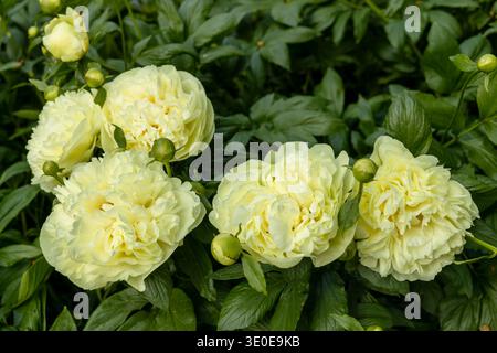 Paeonia, peony Lemon Chiffon blooms in the garden in summer Stock Photo