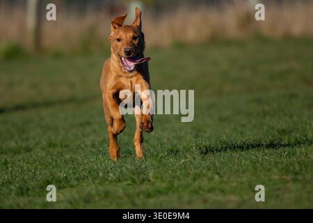 Five-month-old fox red labrador retriever puppy running in a field Stock Photo