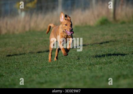 Five-month-old fox red labrador retriever puppy running in a field Stock Photo