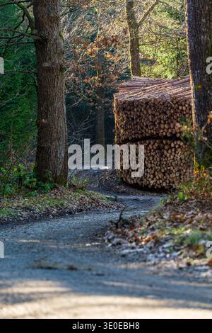 Large stacks of cut timber logs placed along a forest road in woodland. Stock Photo
