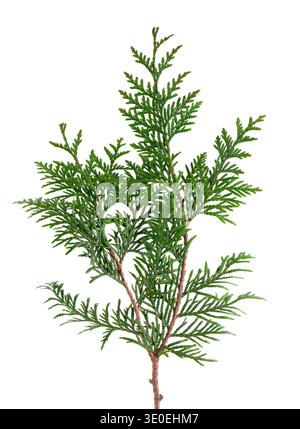 Thuja branch isolated on white background. Branch of green orientalis leaves. Clipping path Stock Photo