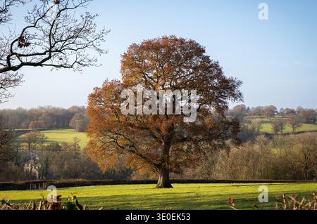 Autumn leaves covered oak tree in Autumn (part of series 1 of 7 oak tree through the seasons) in the Kent countryside, England Stock Photo