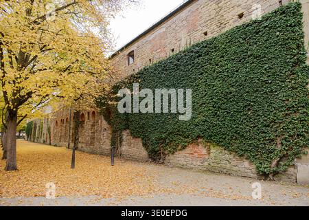 Autumn scene with yellow leaves and ivy-covered stone wall in Wurzburg, Germany Stock Photo