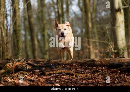 Labrador airborne jumping over a log Stock Photo