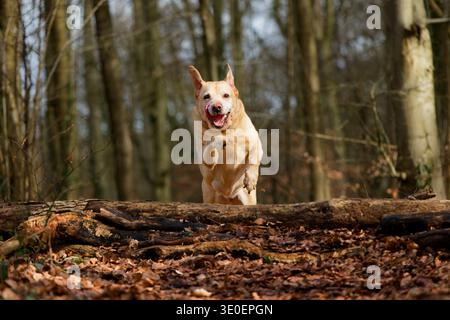 Labrador airborne jumping over a log Stock Photo