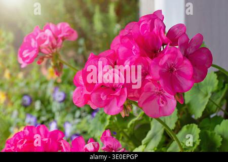 Richly blooming geranium flowers on the windows Stock Photo