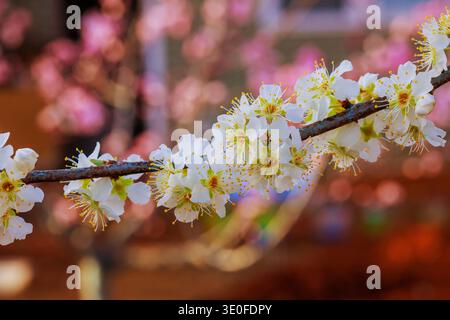 Plum flowers open on branches in garden with during spring season. Stock Photo