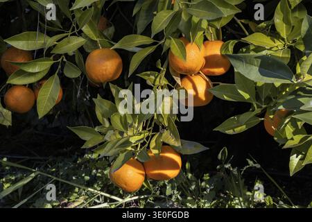 Bitter edible oranges ripening on the tree Stock Photo