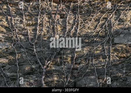 Climbing plant without leaves on a stone wall in winter Stock Photo