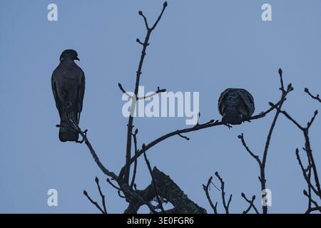 Pigeons perched on tree branches against the sky Stock Photo