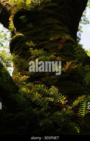 Moss-covered tree trunk with small ferns growing in dappled sunlight in a forest, close-up nature scene. Stock Photo