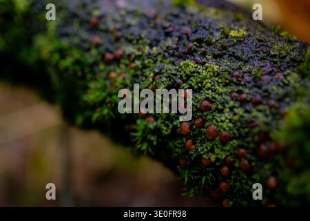Macro close-up of moss, lichen and small reddish fungal fruiting bodies growing on decaying wood in a forest. Stock Photo