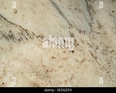 Bone surface shows rugged, textured patterns. Tiny cracks run across the pale, aged material. Brown specks dot the surface, adding character. Natural Stock Photo