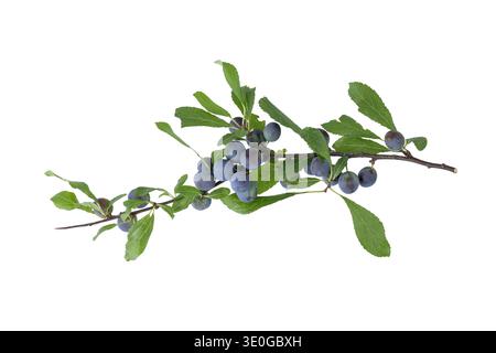 Wild blackthorn or sloe branch with maturing berries and leaves isolated on white background. Prunus spinosa L. Stock Photo