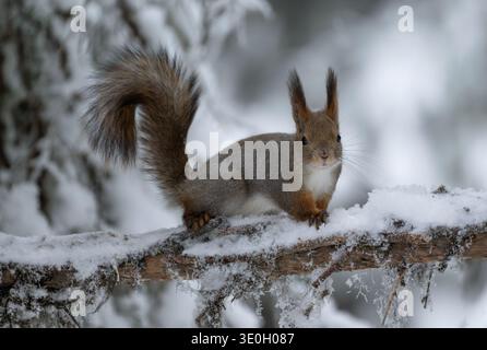 A Red Squirrel (Sciurus vulgaris) sitting on a snow covered branch in a pine forest next to the Konttainen parking lot, Finland Stock Photo
