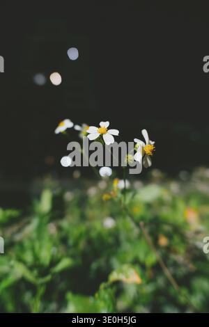 White daisies blooming in garden at night with bokeh lights, urban green space in Shanghai Stock Photo