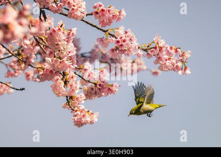 View of a vivid green Japanese White-eye bird takes flight amidst the delicate pink cherry blossoms against a soft blue sky, Komatsugaike Park, Miura, Stock Photo