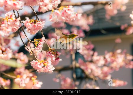 View of a Japanese White-eye bird mid-flight among delicate pink cherry blossoms against a soft, blurred backdrop, Komatsugaike Park, Miura, Kanagawa, Stock Photo