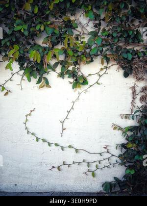 Climbing vine with lush green leaves growing against a textured white stucco wall creating a natural frame Stock Photo