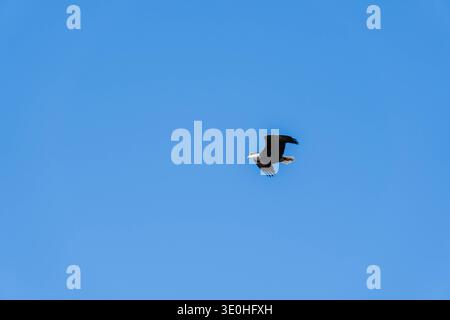 Bald eagle (Haliaeetus leucocephalus) flying with a freshly-caught fish against an open blue sky Stock Photo