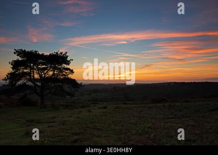 Scots pine Pinus sylvestris on grassy heathland at sunset, from Bushy Willows car park, Ashdown Forest, Sussex, England, UK, October 2018 Stock Photo