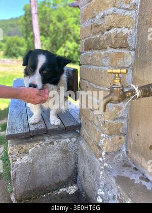 Dog drinks from a man's hand at a village spring, with a rustic stone faucet and vibrant greenery in the background Stock Photo