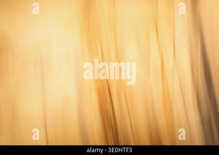 Abstract yellow gradient backgroung. Blurred lines, abstract veil and sunlight. Stock Photo
