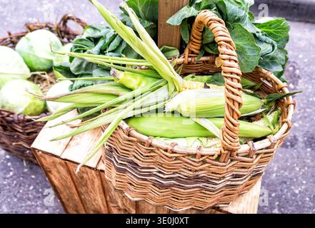Corn cobs from the new harvest in a wicker basket Stock Photo