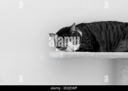 Black and white photo of a domestic cat peacefully resting, illustrating tranquility and cozy indoor pet life. Stock Photo