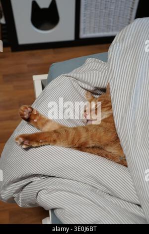 Ginger domestic cat stretching paw while resting under striped blanket on bed in cozy home interior. Pet care, cozy home lifestyle visuals, animal Stock Photo