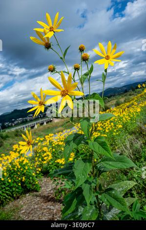 Close-up of bright yellow wildflowers blooming in a rural meadow with green fields, river, and hills in the background under a dramatic cloudy sky. Na Stock Photo