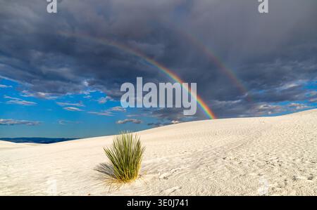 Stunning view of a double rainbow arching over the unique gypsum dunes of White Sands National Park in New Mexico, United States, with a desert plant in the foreground. Stock Photo